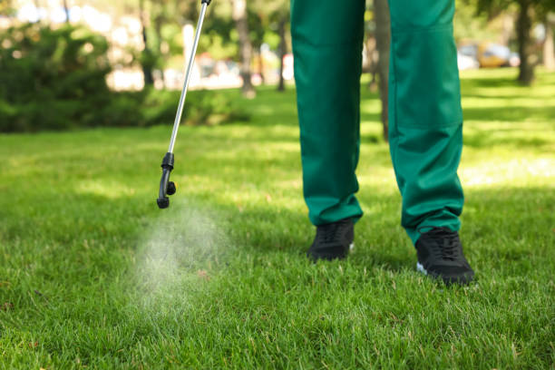 Best Wasp Removal Services  in Mbria, CA