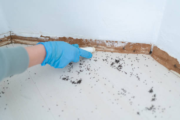 Pest Control for Restaurants in Cambria, CA